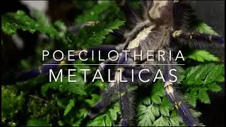 How it's made: Poecilotheria metallica natural enclosure
