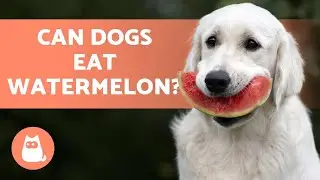 Can Dogs Eat WATERMELON? - We Explain All!