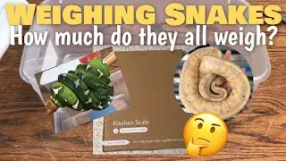We Got A New Scale | Weighing Every Snake We Own
