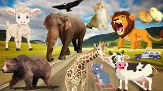 Cute animal video , cow , cat , elephant, lion ,tiger , rabbit pig , ox rat ,beer,