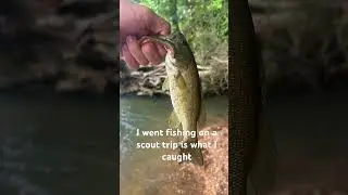 #smallmouthbass # long ear sunfish
