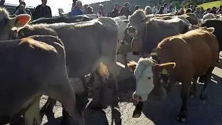 Viehscheid 2017 Nesselwang im Allg&auml;u
