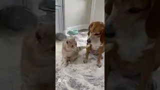 Cat Blames Dog for Kitchen Mess - Owner's Reaction is Hilarious! 😂