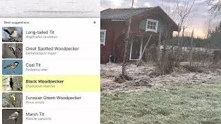 Birds sounds in Sweden in March. 15 birds identified by Merlin Bird ID.