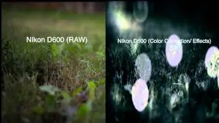 Nikon D600 Video Test