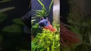 Betta Fish Bored? Here's the Fix!