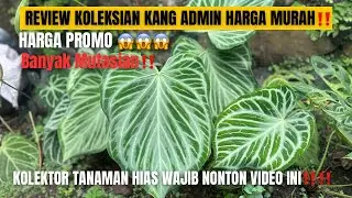 REVIEW KOLEKSIAN ANTHURIUM KANG ADMIN‼️ HARGA PROMO MURAH BANGET & BANYAK MUTASIAN LANGKA 😱🌿