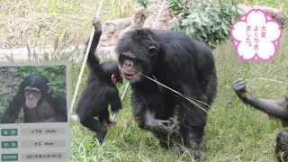 久しぶりのイブキ！　多摩動物公園　チンパンジー　202510