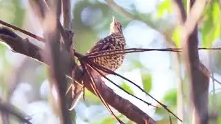 White's Thrush: Eerie Forest Whistles!