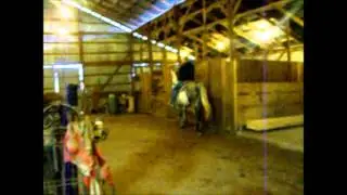 TWH Stallion