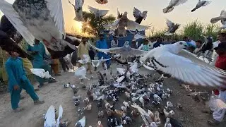 Katra Kamu Kala Zila Laya900 Dera Ghazi Khan Baal