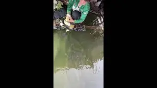 livestreaming