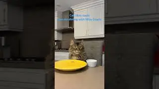 My sushi date night #cats #catvideos #catshorts #sushi #datenight