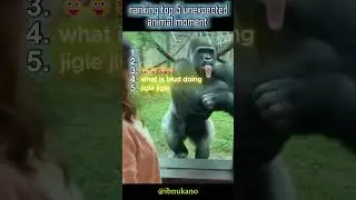 ranking unexpected animal moment