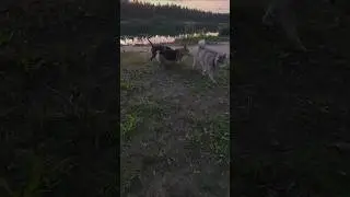 #huskyfun #собака #хаскибайкал #huskyplay #husky #животныешляйх #siberianhusky #суперсобака #хаски