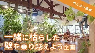 過去に枯らしてしまった植物を、もう一度挑戦してくれる人募集しています【観葉植物】