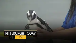 A penguin waddles into the PTL studio!