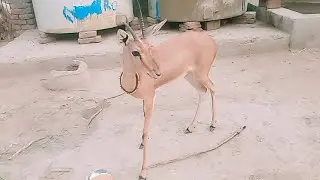 Mama Deer Is So Worried About Her Baby| The Dodo