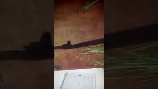 (TROLLAGEM) meuxbox quebrou