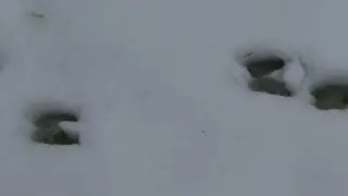 Goat Tracks