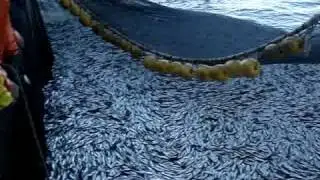 orka - copada. pesca de cerco purse seiner fishing vessel sardina
