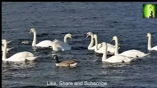 Relaxing sounds that can make it ideal meditation track, tune to have a look at or sleep tune.