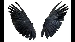 Canto del P&aacute;jaro Cao o cualcojo , Halc&oacute;n Guaco.