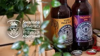 Alumni Success - Drop Bear Beer Co.