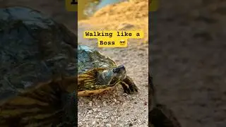 Turtle Walking Like a Boss 🐢😂 | Funny Turtle Short #Animals #comedyshorts #sillyness #shortsfeed