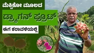 ಮಣಿಪುರ ಮರ್ಣೆಯ ಜೋನ್ ಬ್ಯಾಪ್ಟಿಸ್ಟ್ ಡಿಸೋಜ ತೋಟದಲ್ಲಿ ಡ್ರ್ಯಾಗನ್ ಬೆಳೆ |Organic Dragon Fruit Farming in Udupi