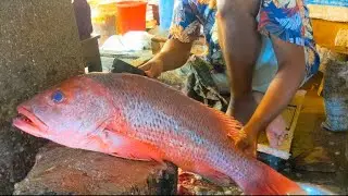 Incredible Big Red Snapper Fish Cutting By Expert Fish Cutter | Fish Cutting Skills.. 