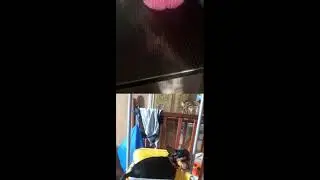 Только новинки в мире зоомоды