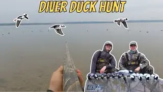 EPIC Diver Duck Hunting! | Two Man Limit WITHOUT A Blind!