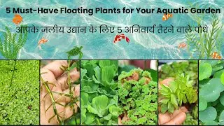 5 Must-Have Floating Plants for Your Aquatic Garden