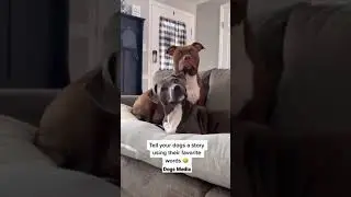 Who says they don&rsquo;t understand us 🥺 @kaitlyn_daughtry-#dog #dogsmedia #Talk