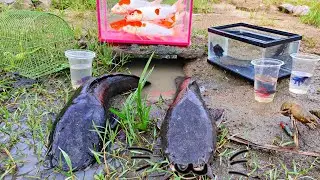 Catch giant catfish in the pit, koi carp, ornamental fish, arowana fish, betta fish, lobsters