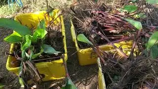 Выращивайте собственные корма для скота! Экономьте деньги + улучшайте питание и здоровье!