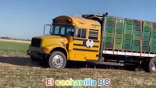 AMARRE CEBOLLA CAMBRAY en el valle d Mexicali BC MX