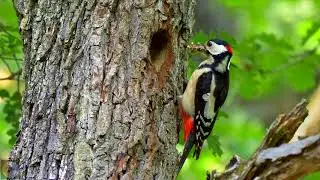 Nesting birds &ndash; Great spotted woodpecker (Dendrocopos major)