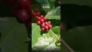 Discover the artistry and  science behind coffee excellence with us. #coffee #shorts #trending #cafe