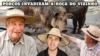 Por causa dos Porcos Soltos quase houve uma tragédia entre vizinhos de Sítio