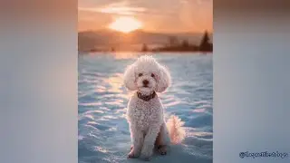 Poodles being the cutest and funniest dogs for 5 minutes straight