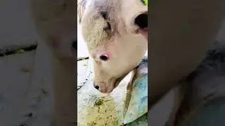 Sad😟😟 Whatsapp Status Video!!#cow #dearhofmomofcalf #sadcalf #maa #trendig #viral #1 #toptrending