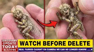 REAL Fairies Caught on Camera &mdash; Their True Appearance Will Leave You in Shock
