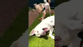 Fluffy MMA #reversal #guard #dogs #wrestling #short