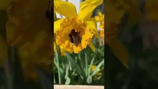 Bees pollinators on daffodils a good nectar source for spring