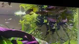 Killifish Sparring
