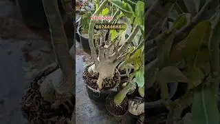 Rs. 150/- each Grafted Adenium Plants | Online Sale | Adenium Combo | Low Price Desert Rose