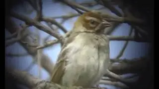 Chestnut-Crowned Sparrow-Weaver