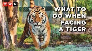 Do&rsquo;s and don&rsquo;ts when you encounter a tiger